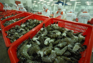 Vietnamese shrimp unaffected by China ban, says VASEP