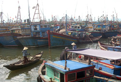 Da Nang fishermen score bumper harvest 