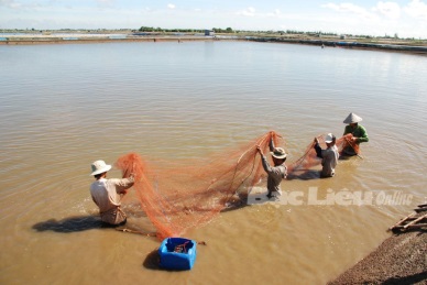 Bac Lieu: Aquaculture area hit 108,155 ha