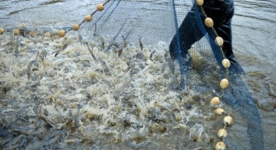 Tra Vinh: Up in shrimp output thanks to vannamei 