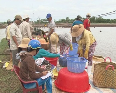 Tra Vinh: Vannamei fetches high returns for farmers 