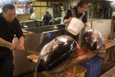 Japanese farmed bluefin wholesale prices drop 30% on spike in Mexican imports