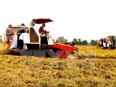 Hau Giang seeks investment in hi-tech agriculture