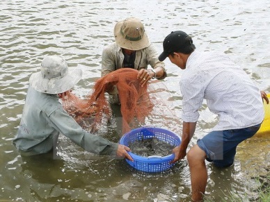 Vietnam eyes 7,000 ha of shrimp farming on sandy land by 2025