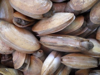 Belgium supports Vietnam in producing oyster and snout otter clam seed