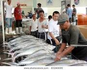 Philippines: Fishers switch to tuna

