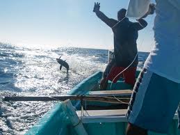 Tuna & Mackerel Stocks Down 60% in Last Century

