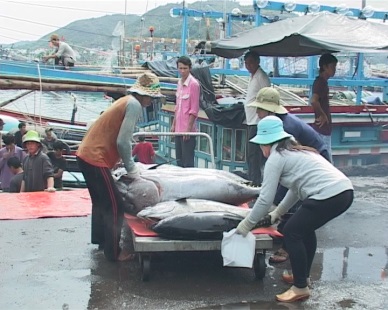 Phu Yen: All tuna fishing boats go offshore in groups by 2015