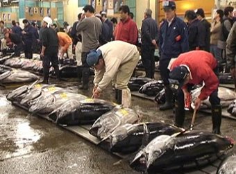 European tuna association digs in to fight trade wars; fears Vietnam, Philippines, Ecuador
