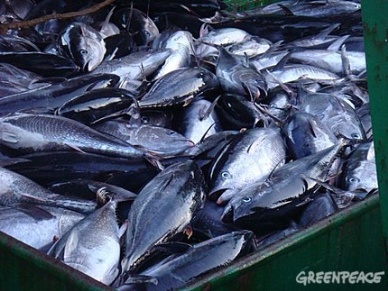 Overfishing threatens tuna supply