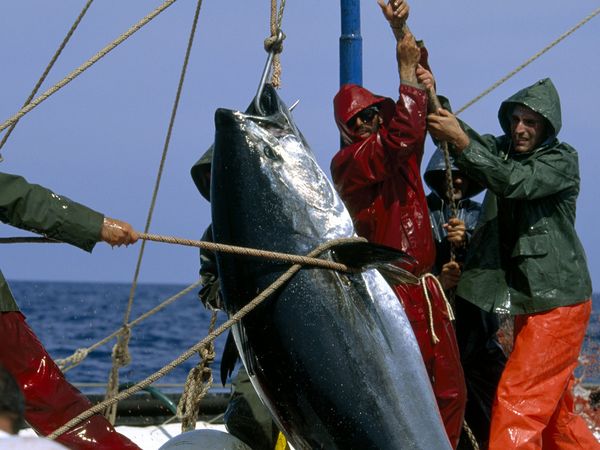 US and South Pacific Tuna Treaty - Where will Negotiations Lead?