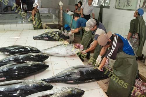 Philippines Expects 80,000 M/T Of Tuna From Re-opened Pocket
