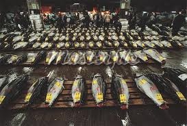 Ecuador’s Tuna Exports To Venezuela Growing Rapidly 