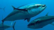 Filipinos disagree on tuna ban

