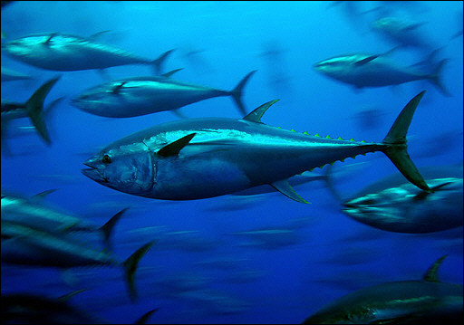 Rapid Expansion Of Small Tuna Longliners Overlooked By RFMO’s
