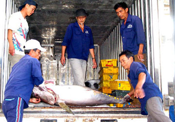 WCPFC assists Vietnam tuna fishery data collection project