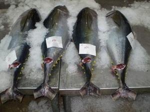 Tuna fishing management seminar