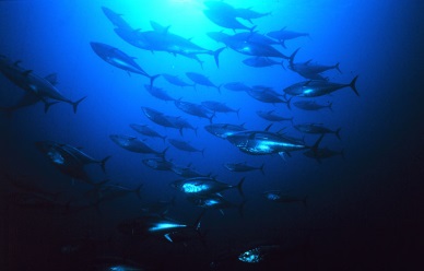 FAO launches multi-million dollar tuna conservation project
