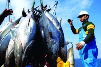 A new project on closed tuna production chain