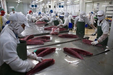 Vietnam’s tuna loin exports to Netherlands up 396 percent