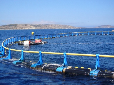 Japan to ban expansion of bluefin tuna fattening farms