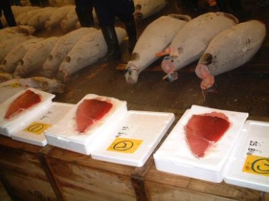 Nearly 19,000 tonnes of bluefin tuna traded illegally in 2000-10: WWF 