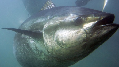 ICCAT decides to help conserve Atlantic bluefin tuna