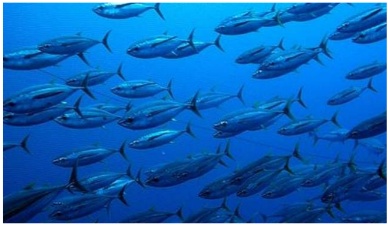 Need to reduce Pacific bigeye catch by 30%: WCPFC head 
