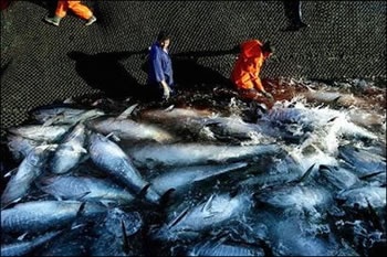 Big nations block curbs on tuna overfishing