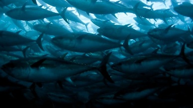Australia’s bluefin quota up slightly
