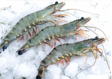 Australia opens wide door for Vietnam shrimp