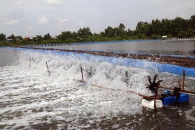 Kien Giang to achieve 85,000 MT of shrimp farming in 2020