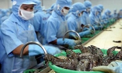 Vietnam shrimp exports rose slightly in QI/2020 