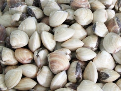 Tra Vinh to expand clam farming areas