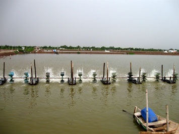 Go Cong Dong (Tien Giang): Over 19,000 MT aquatic products of fishery production