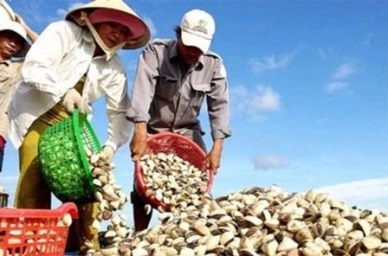 Vietnamese bivalve mollusk exports to the EU rose 