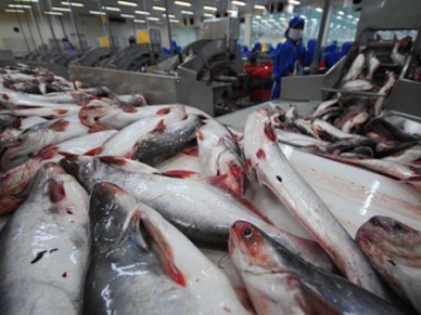 US farm bill could hurt VN fish breeding