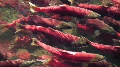 US fish company tests salmon for Fukushima radiation