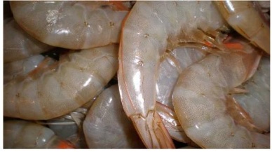 US seafood imports slip; shrimp falls 8.7%