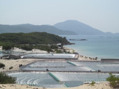 Van Ninh (Khanh Hoa): Bumper crop of vannamei farming on sand