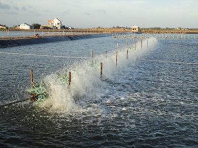 Amended and supplemented list of products for improving and treating aquaculture environment, legally circulated in Vietnam