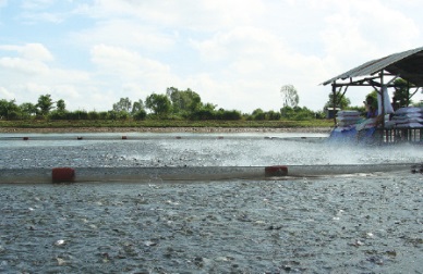 Vietnam to promote aquaculture under VietGAP