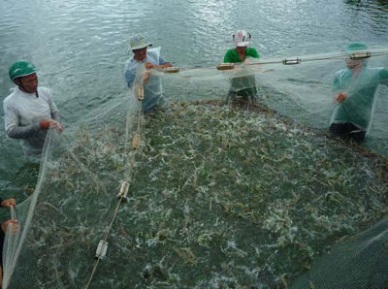 Soc Trang: Farming shrimp under Viet GAP