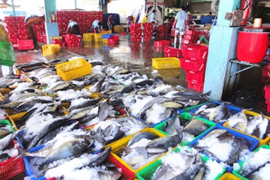 Vietnam capture output hit over 1,340 thousand MT