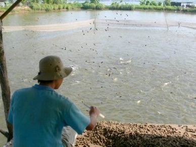 Vinh Long: Down in pangasius farming area