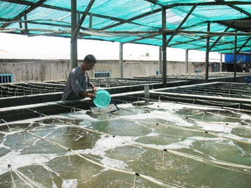 Vinh Long investing in expanding a provincial fish hatchery