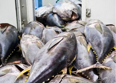 US raised importing Vietnam’s tuna loins/fillets 