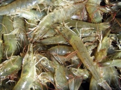 Up 47 percent in vannamei imports by Vietnam