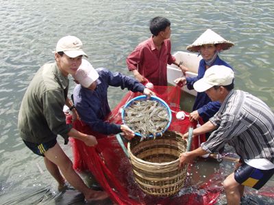 How whiteleg shrimp production to develop sustainably
