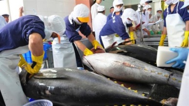 Vietnam tuna exports to Russia tend to slow down